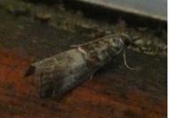 Acrobasis advenella