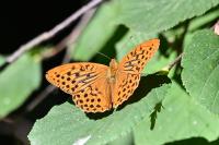 Argynnis paphia