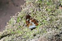 Limenitis camilla