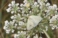 Sitochroa palealis