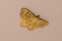 Camptogramma bilineata