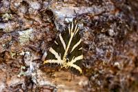Euplagia quadripunctaria