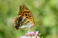 Argynnis paphia