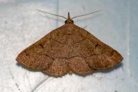 Paracolax tristalis