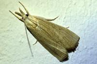 Calamotropha paludella