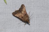 Stemmatophora brunnealis
