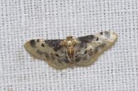 Idaea filicata