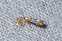 Phyllonorycter roboris