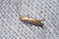 Phyllonorycter roboris