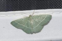 Chlorissa viridata