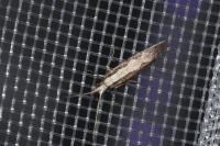 Dialectica scalariella