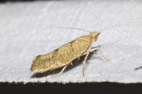 Ypsolopha alpella