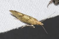 Ypsolopha alpella