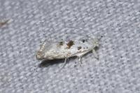 Niphonympha dealbatella
