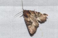 Mesapamea secalis
