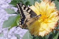 Papilio machaon