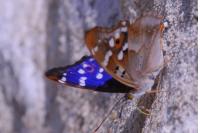 Apatura ilia
