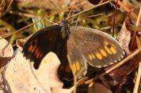 Arethusana arethusa