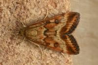 Pyrausta despicata