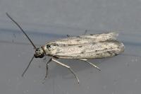 Phycitodes