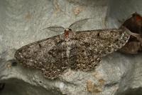 Hypomecis roboraria