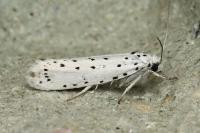 Yponomeuta