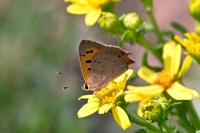 Lycaena phlaeas