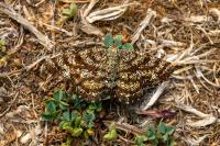 Ematurga atomaria