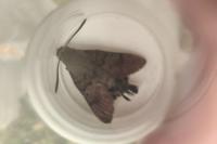 Macroglossum stellatarum