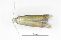 Tischeria ekebladella