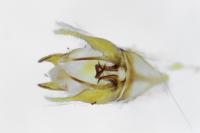 Tischeria ekebladella