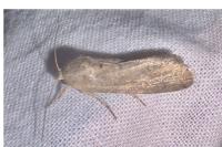 Spodoptera exigua
