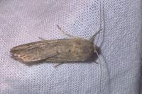 Spodoptera exigua