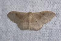 Idaea degeneraria