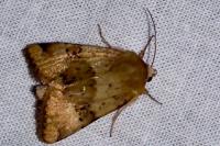 Heliothis viriplaca