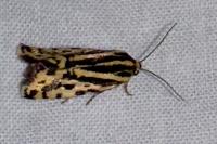 Emmelia trabealis