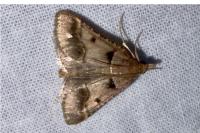 Stemmatophora brunnealis