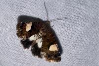 Tyta luctuosa