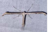 Emmelina argoteles/monodactyla