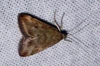 Pyrausta despicata