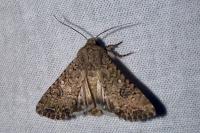 Anarta trifolii
