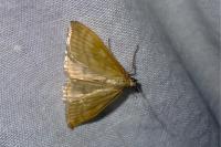 Sitochroa verticalis