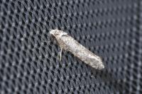 Paraswammerdamia albicapitella