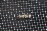 Paraswammerdamia albicapitella