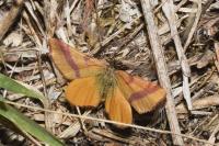 Lythria cruentaria