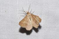Isturgia murinaria