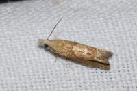 Eucosma conterminana