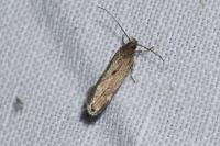 Aroga velocella