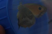 Pyronia tithonus