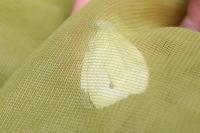 Pieris rapae